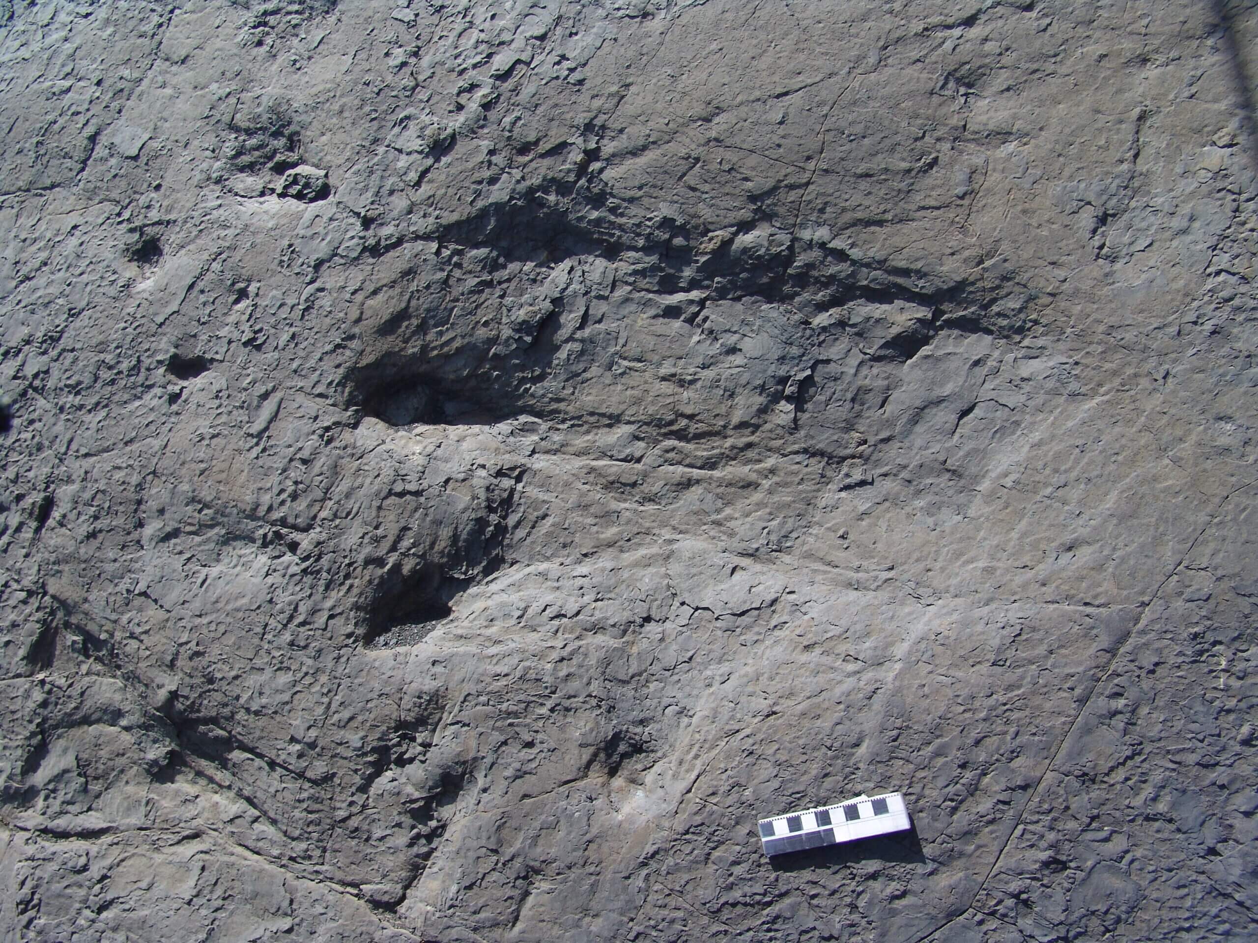 A nodosaur footprint is recessed into gray stone with four rounded toes on the left of a large foot. A scale ruler is below.