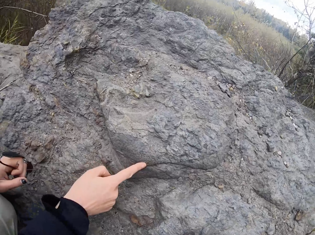 Lisa and Richard examine a large boulder with a protruding and very finely textured ankylosaur footprint.