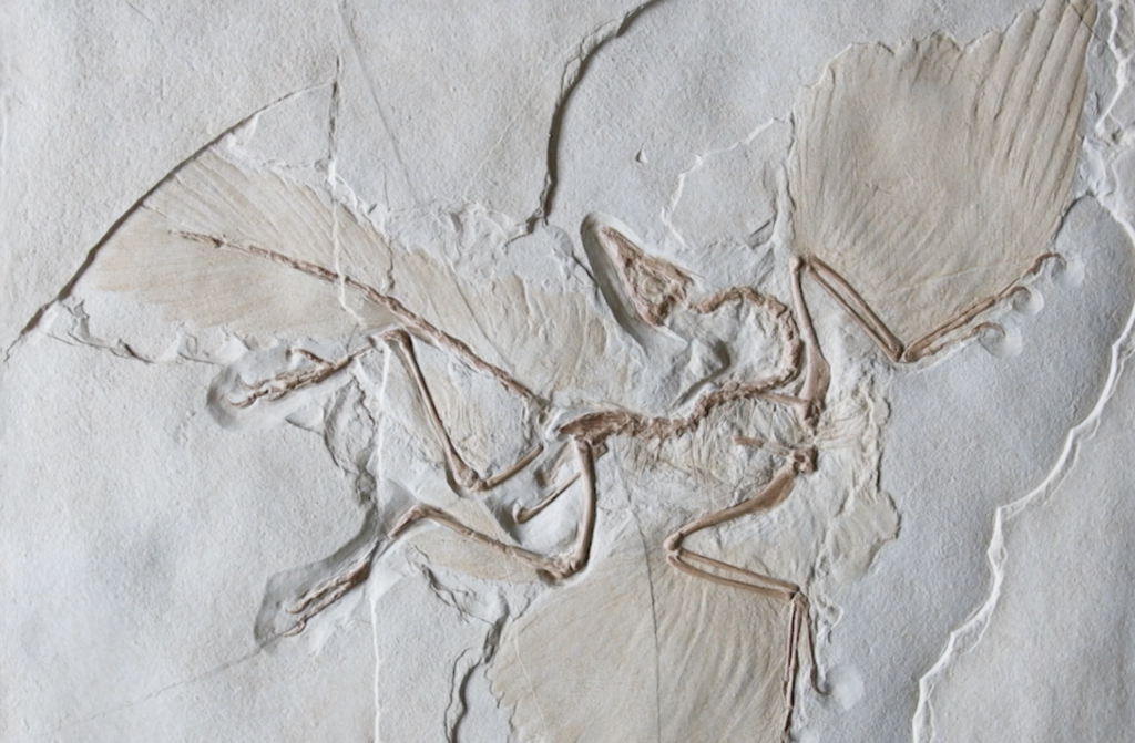 A cast of the Archaeopteryx fossil, showing a tailed skeleton surrounded by the imprint of feathers.