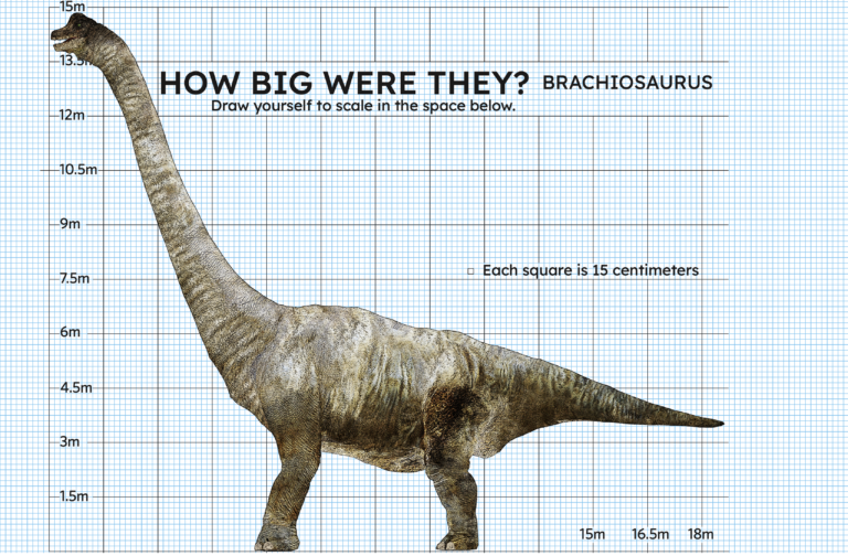 Profile rendering of a Brachiosaurus. Its long neck stretches high above its body reaching 15 metres. It stands on 4 feet with a body length of 18 metres.