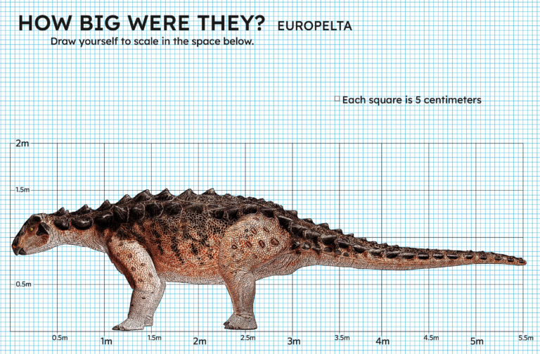 Profile rendering of an ankylosaur standing on all fours. Its body, including tail, measures 5.5 metres long, but it only stands 1.5 metres tall. Bony spikes stretch all along its back.