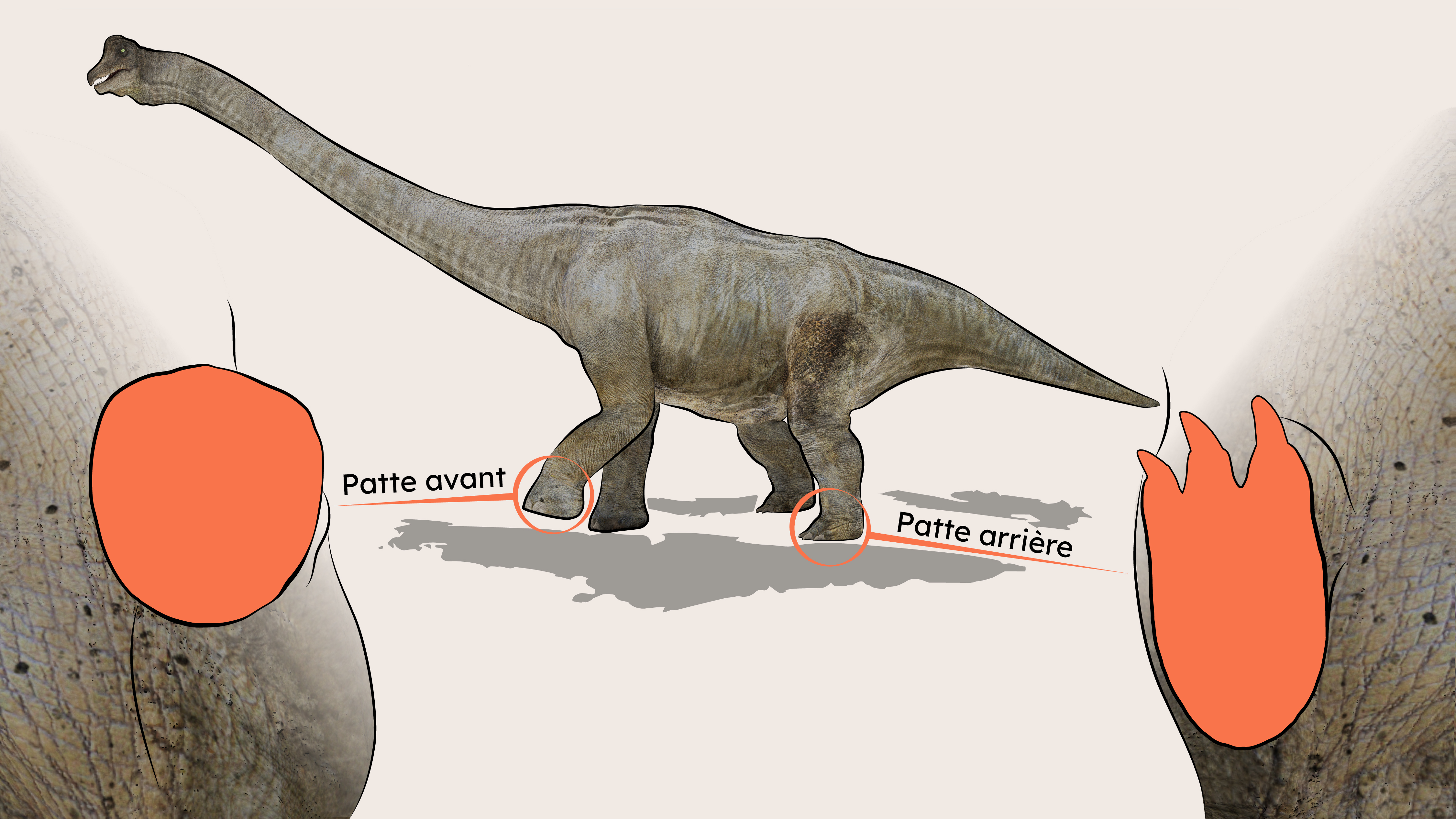 Illustration d'un Brachiosaurus. Ses pattes avant et arrière sont mises en évidence pour en montrer les détails. Sa patte avant est ronde, semblable à celle d'un éléphant. Sa patte arrière a trois doigts avec des griffes pointues.