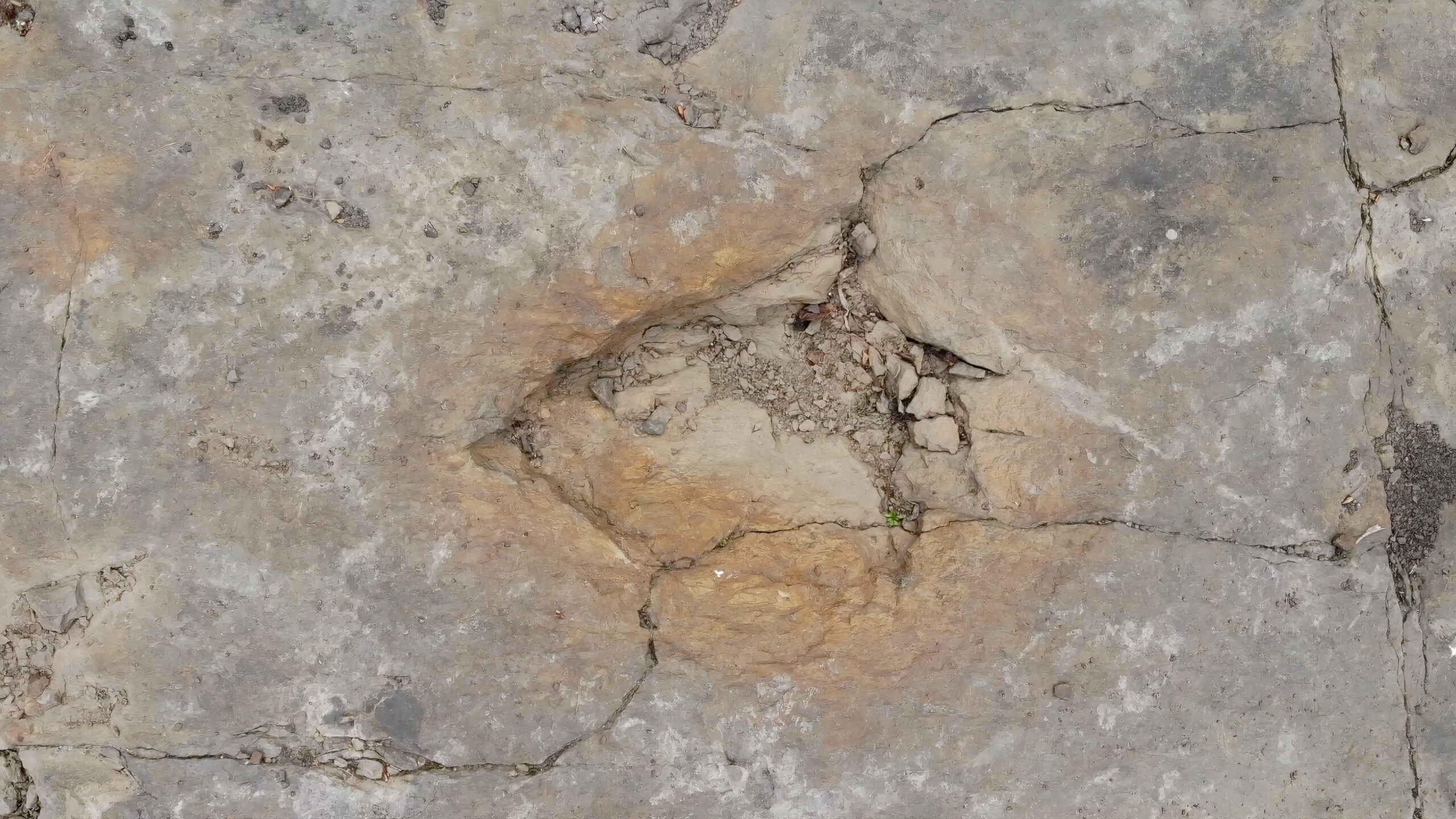 One giant, triangular sauropod footprint in light grey stone with brown marks. Claw indentations are along the right side.