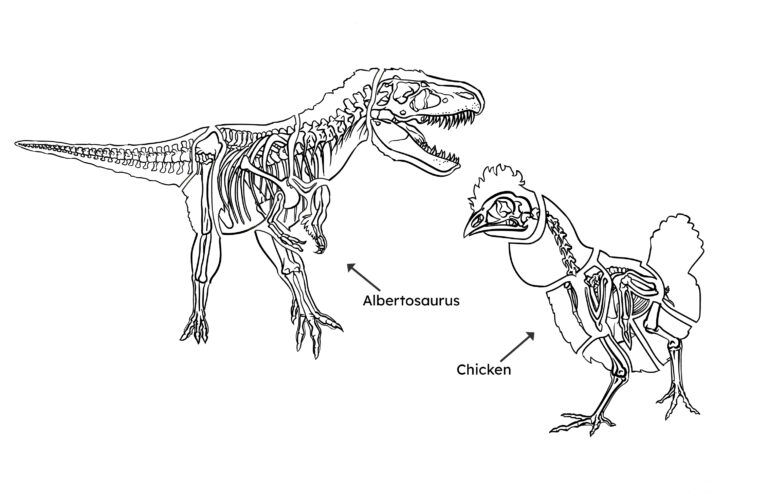 Illustration of an Albertosaurus and chicken skeleton. Their skeletons have similar features that include: feet, tails, neck and other bones.